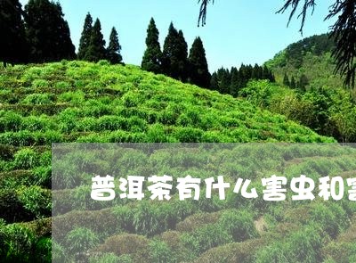 普洱茶有什么害虫和害虫/2023101734815