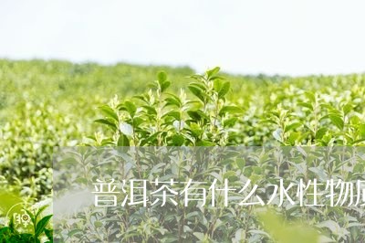 普洱茶有什么水性物质/2023082796470