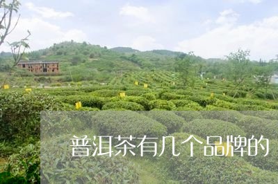 普洱茶有几个品牌的/2023110784817