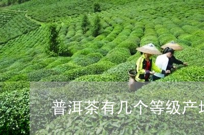 普洱茶有几个等级产地的/2023102402582