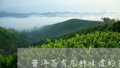 普洱茶有几种味道的茶叶/2023082471814