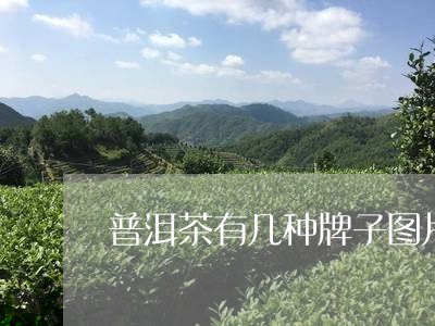 普洱茶有几种牌子图片/2023083080607