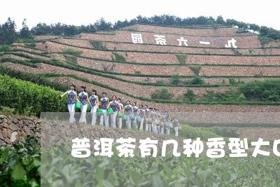 普洱茶有几种香型大口中黄印普洱茶/2023060396151