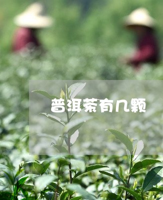 普洱茶有几颗/2023042786346