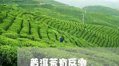 普洱茶有反潮/2023042555887