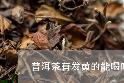 普洱茶有发黄的能喝吗/2023072212735