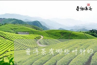 普洱茶有哪些叶种的/2023120581705