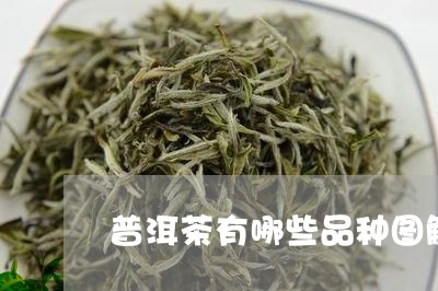 普洱茶有哪些品种图解/2023080239460