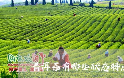 普洱茶有哪些状态特点呢/2023110405191