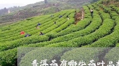 普洱茶有哪些茶叶品种/2023062826940