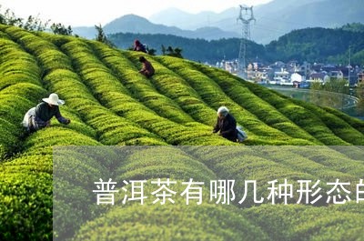 普洱茶有哪几种形态的/2023083093959