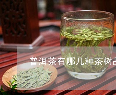 普洱茶有哪几种茶树品种名称/2023110793936