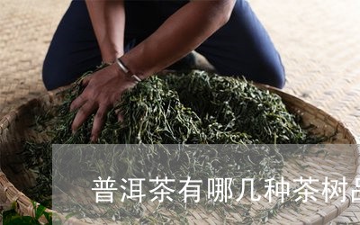 普洱茶有哪几种茶树品种图片/2023110721695