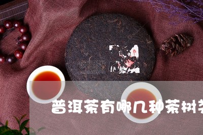 普洱茶有哪几种茶树类型/2023121747582