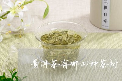 普洱茶有哪四种茶树/2023083031683