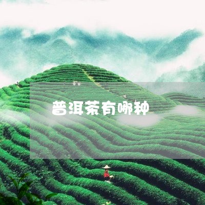 普洱茶有哪种/2023042944243