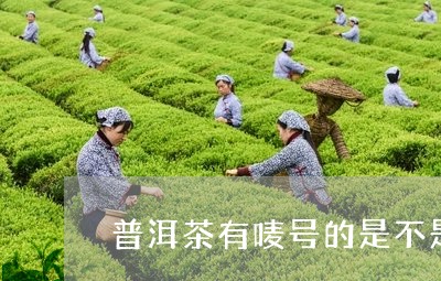 普洱茶有唛号的是不是/2023072478692