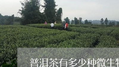 普洱茶有多少种微生物菌种/2023082619362