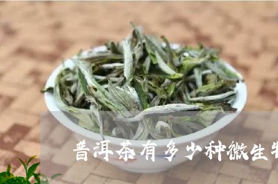 普洱茶有多少种微生物菌类/2023082610582