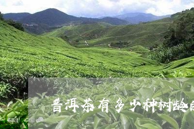 普洱茶有多少种树龄的/2023062867069