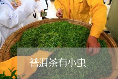 普洱茶有小虫/2023042990957