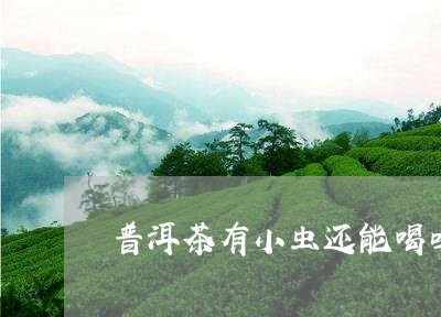 普洱茶有小虫还能喝吗/2023093051816