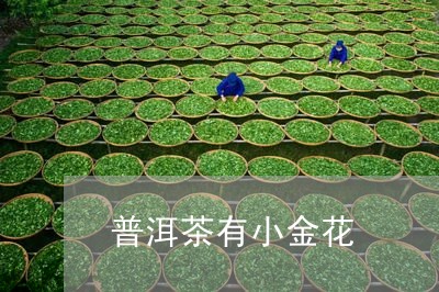 普洱茶有小金花/2023120351502