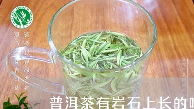 普洱茶有岩石上长的吗/2023120608470