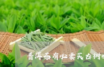 普洱茶有必要买古树吗/2023072314260