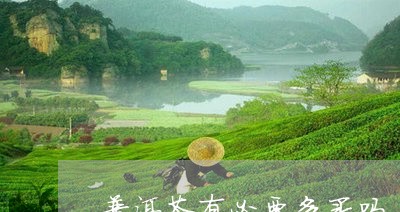 普洱茶有必要多买吗/2023110760794