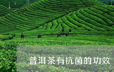 普洱茶有抗菌的功效/2023120584959