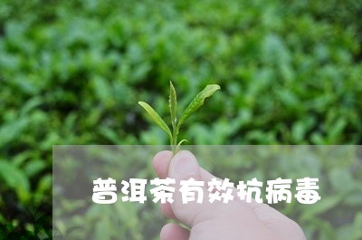 普洱茶有效抗病毒/2023112606149