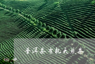 普洱茶有机天然茶/2023120471836