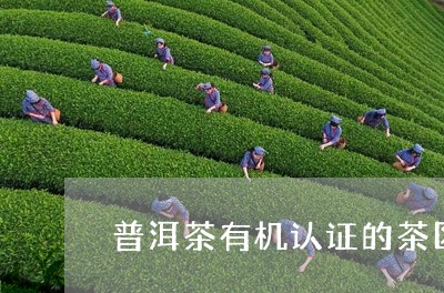 普洱茶有机认证的茶区/2023080330615