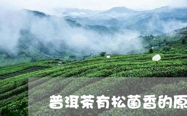 普洱茶有松菌香的原因/2023062054139