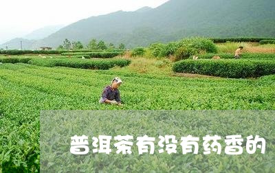 普洱茶有没有药香的/2023083047137