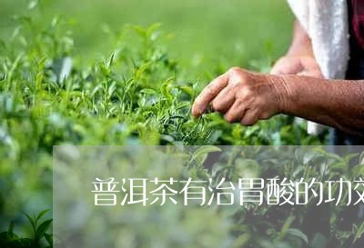 普洱茶有治胃酸的功效/2023100853058