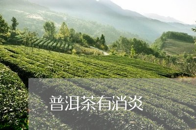 普洱茶有消炎/2023042686674