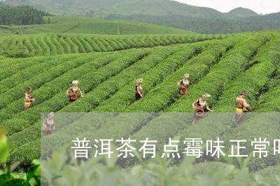 普洱茶有点霉味正常吗/2023100600706