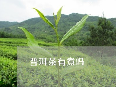 普洱茶有煮吗/2023042540559