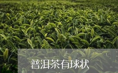 普洱茶有球状/2023091237393