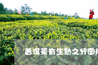 普洱茶有生熟之分图片/2023080233715