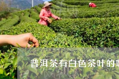 普洱茶有白色茶叶的味道/2023110711803