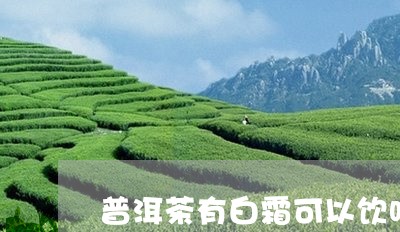 普洱茶有白霜可以饮吗/2023072492835