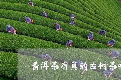 普洱茶有真的古树茶吗/2023073171614