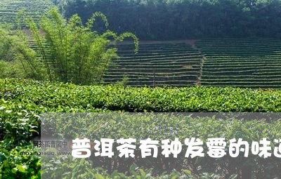 普洱茶有种发霉的味道/2023100737270