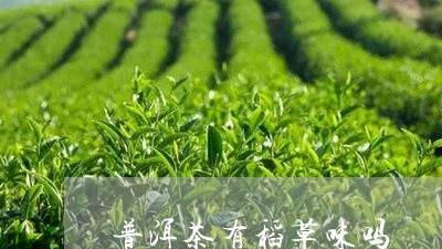 普洱茶有稻草味吗/2023101684824