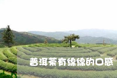 普洱茶有绵绵的口感/2023120599370