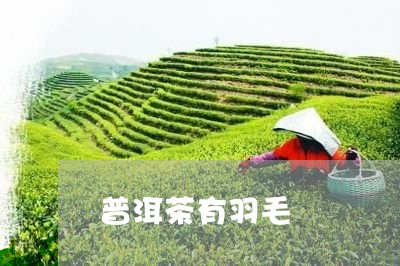 普洱茶有羽毛/2023042706959