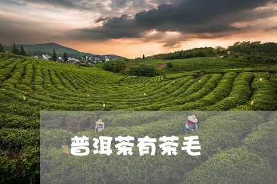 普洱茶有茶毛/2023042991977